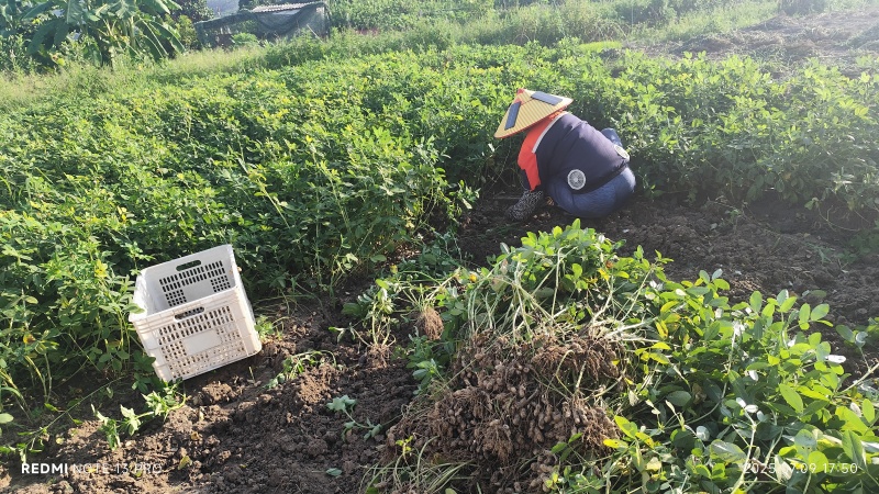 广东花生油，粤西农家炒熟榨花生油，自种自采自收自榨乡下味