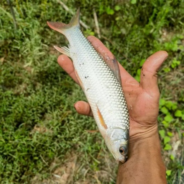 钓场专用麦鲮7-8个一斤