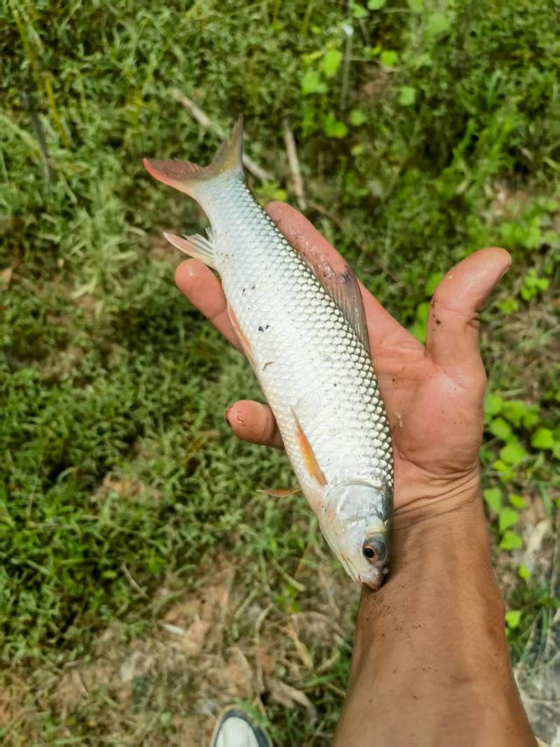 钓场专用麦鲮7-8个一斤