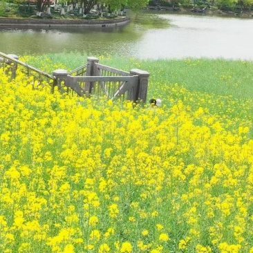 优质油菜籽果园绿肥田园观赏厂家一手货源