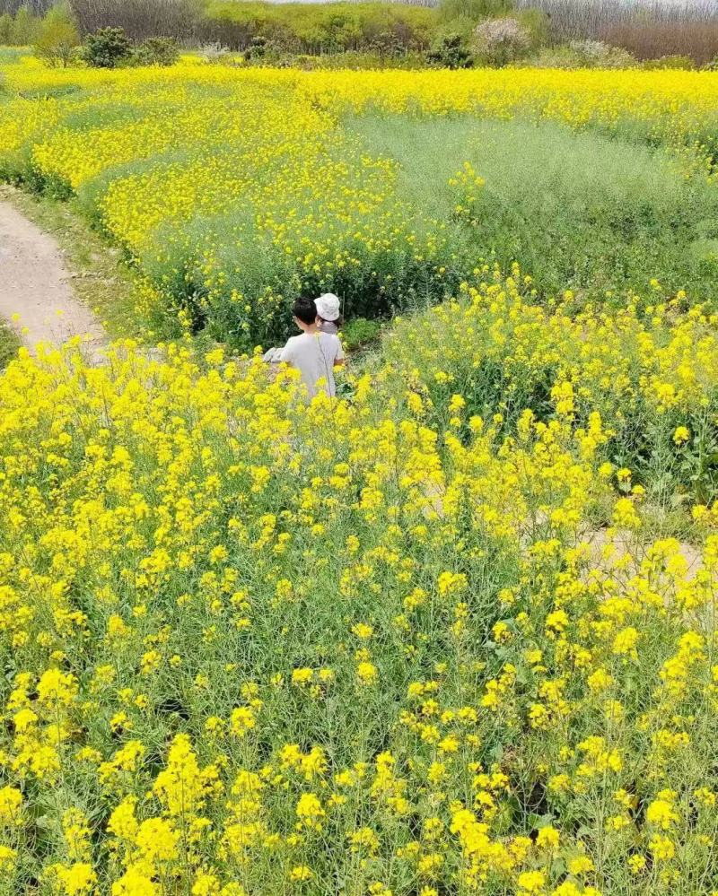 优质油菜籽果园绿肥田园观赏厂家一手货源