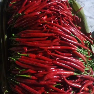 3号辣椒，有青，红两种