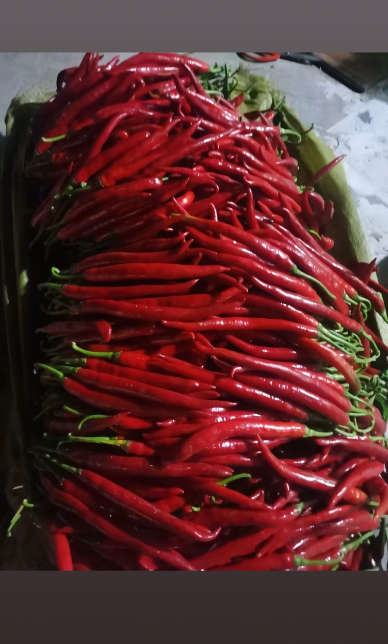 3号辣椒，有青，红两种