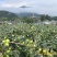 苹果枣苗11号，产地直发，大量有货，欢迎各位老板咨询采购