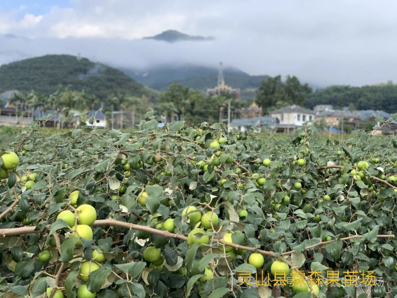 苹果枣苗11号，产地直发，大量有货，欢迎各位老板咨询采购