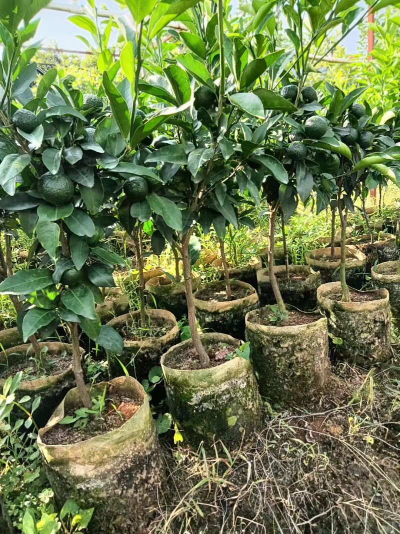 沃柑移植苗，包活，大杯苗，挂果杯苗，当年种当年挂果，