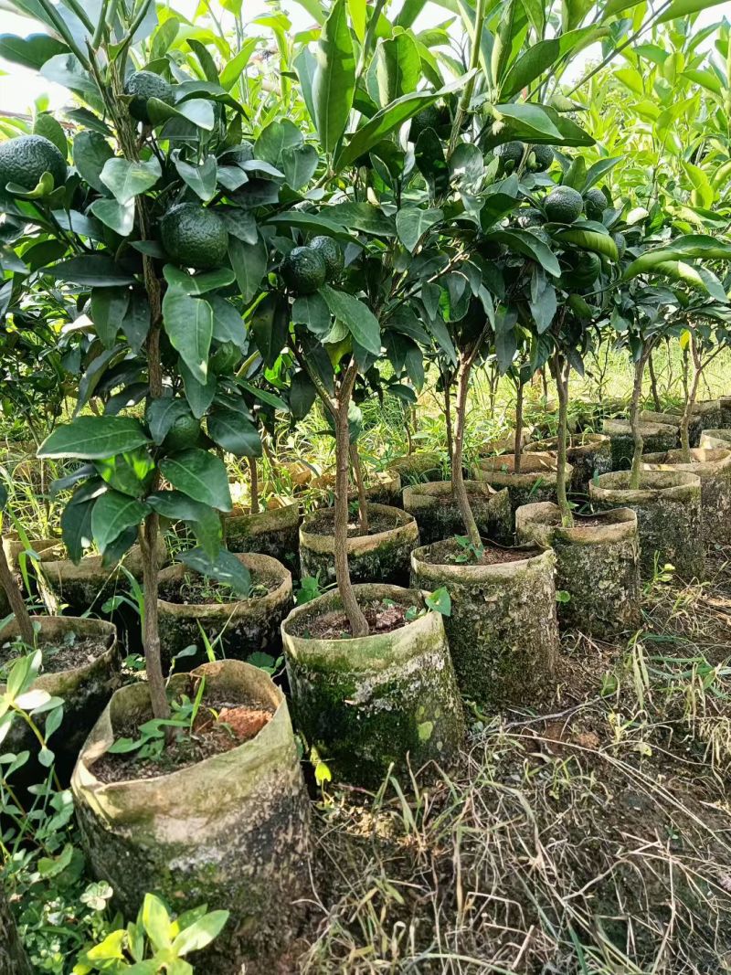 沃柑移植苗，包活，大杯苗，挂果杯苗，当年种当年挂果，