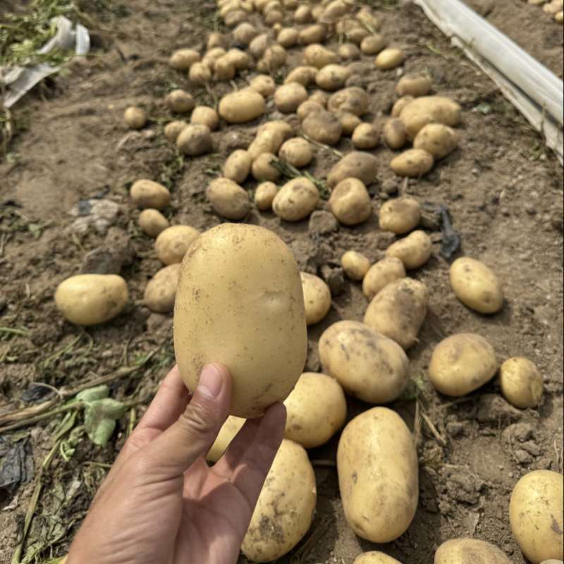 精品土豆大量上市产地现挖现发品质保证欢迎来电洽谈