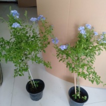 高杆蓝雪花盆栽四季大苗带花苞庭院开花耐热花卉耐晒植物好养