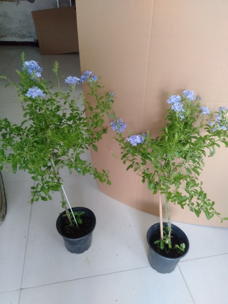 高杆蓝雪花盆栽四季大苗带花苞庭院开花耐热花卉耐晒植物好养