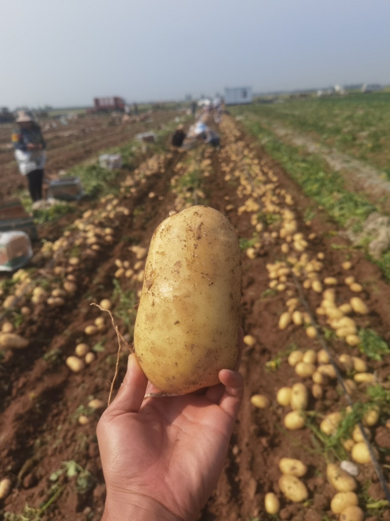 精品土豆大量上市产地现挖现发品质保证欢迎来电洽谈