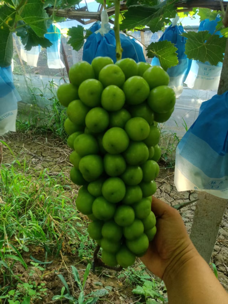 陕西渭南阳光玫瑰，产地直销
