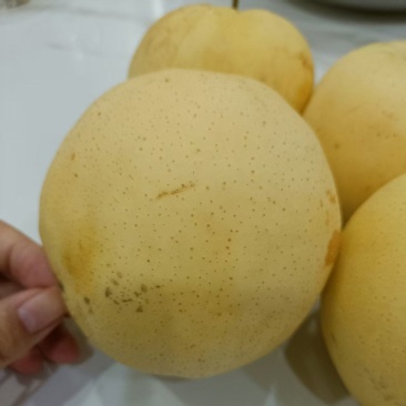 自家果园雪青梨批发出售