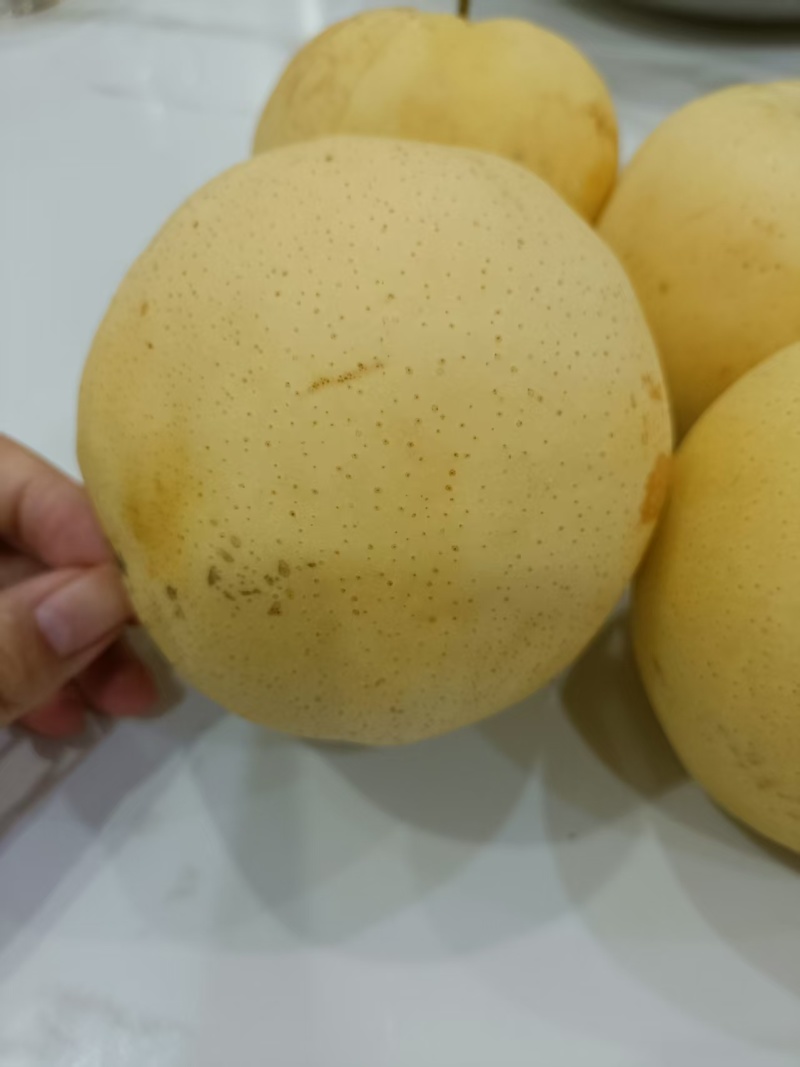 自家果园雪青梨批发出售