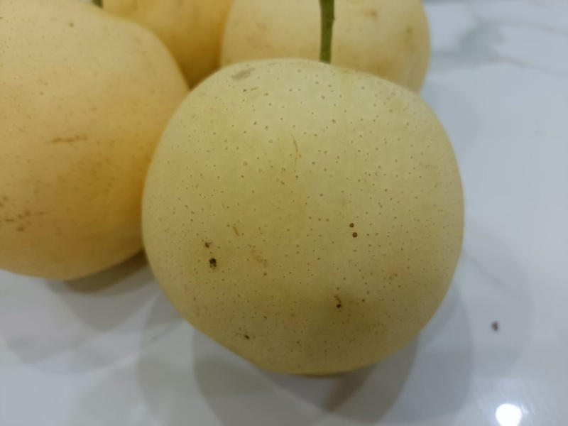 自家果园雪青梨批发出售