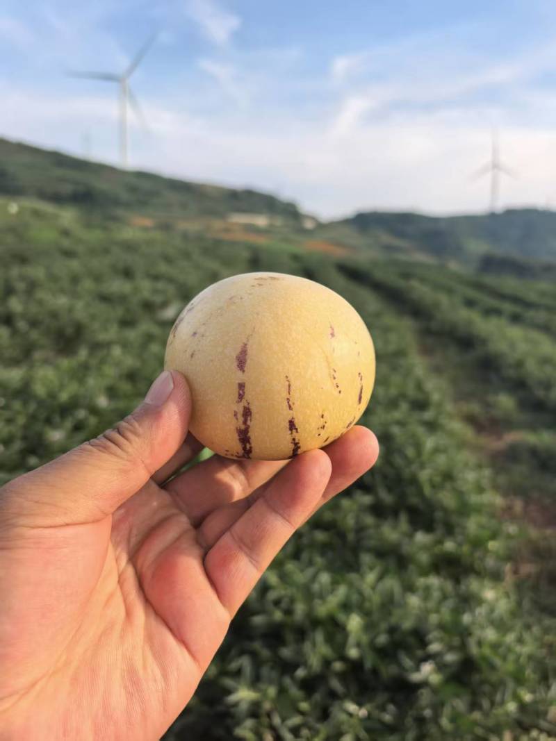云南师宗树上热人参果大量上市，大量供应七八成熟的，自然熟