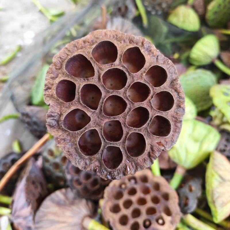 莲房野生莲蓬壳中药材量大从优基地批发