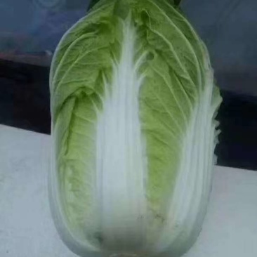 高山旱地大白菜