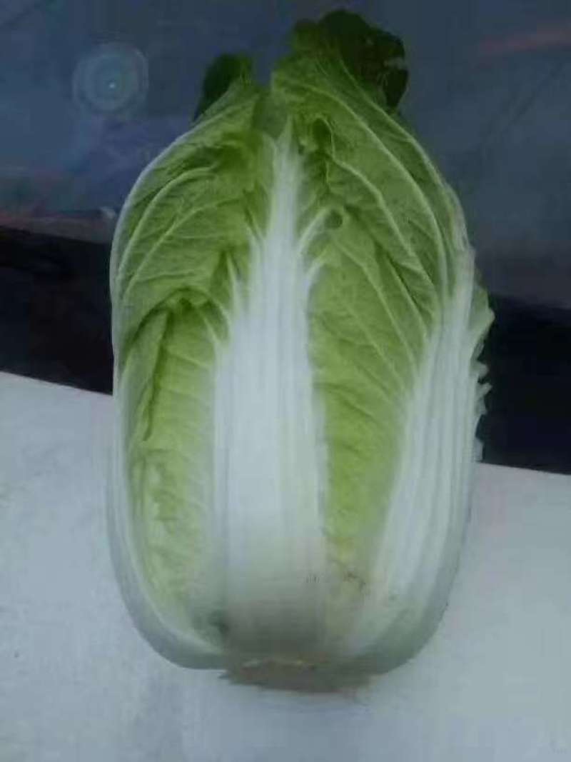 高山旱地大白菜