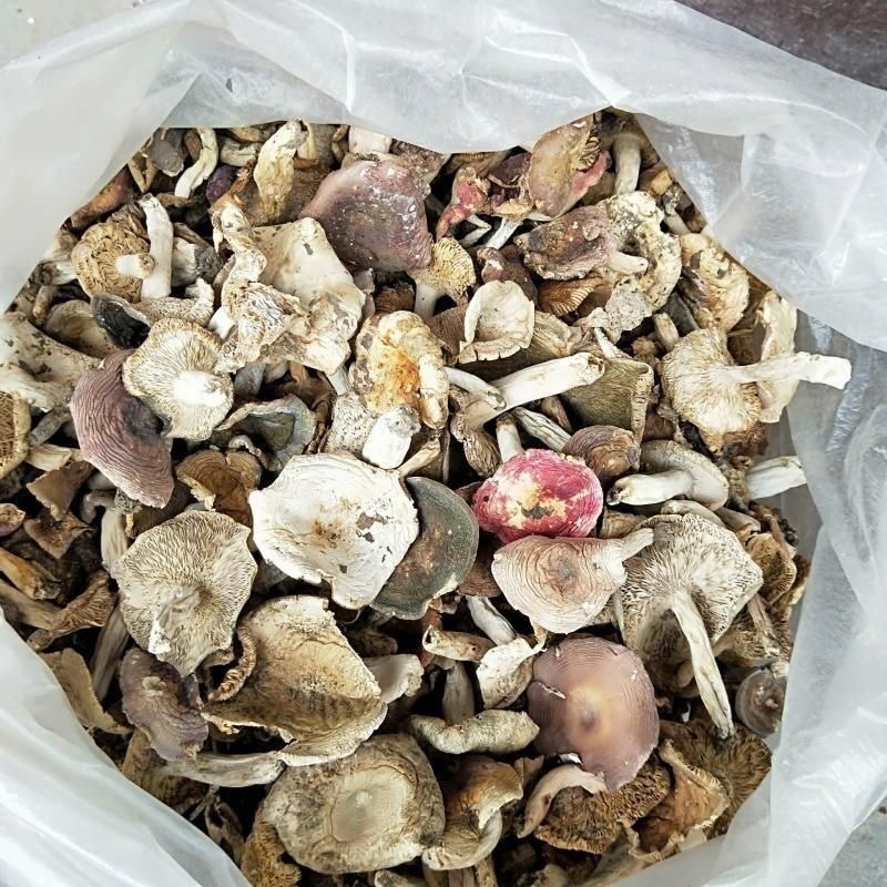 ***野生菌子蘑菇干菌汤火锅
