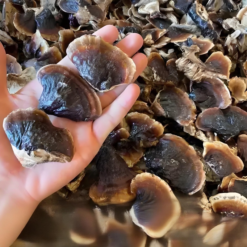 正宗小金边灵芝产地直发网红小金边电商供货泡茶泡酒煲汤