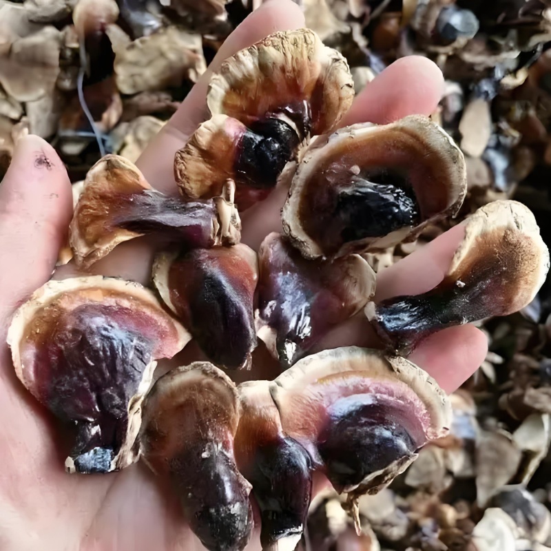 正宗小金边灵芝产地直发网红小金边电商供货泡茶泡酒煲汤