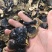 正宗小金边灵芝产地直发网红小金边电商供货泡茶泡酒煲汤