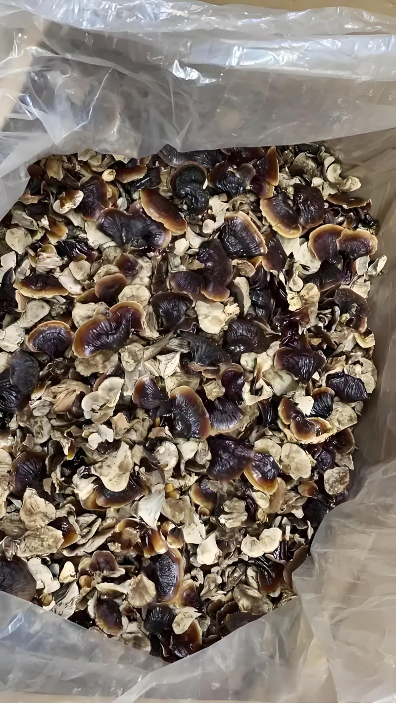 正宗小金边灵芝产地直发网红小金边电商供货泡茶泡酒煲汤