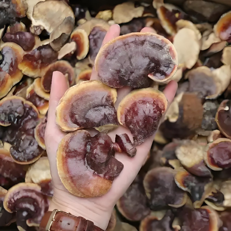 正宗小金边灵芝产地直发网红小金边电商供货泡茶泡酒煲汤