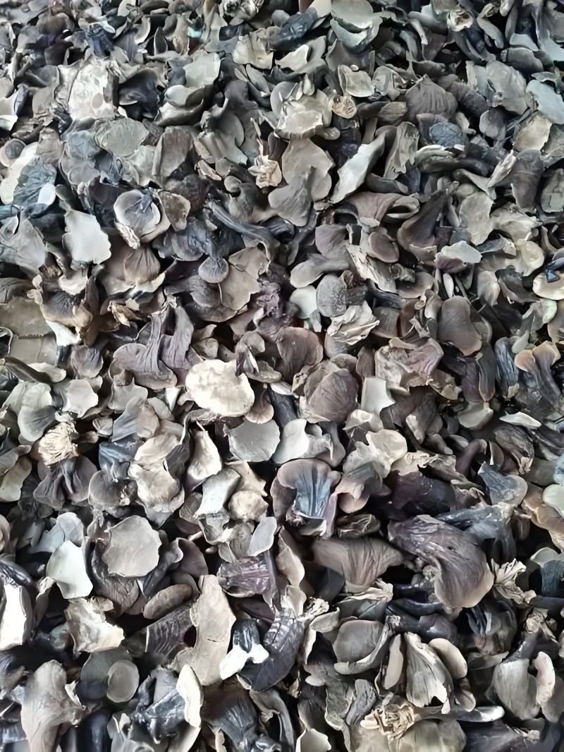 正宗小金边灵芝产地直发网红小金边电商供货泡茶泡酒煲汤