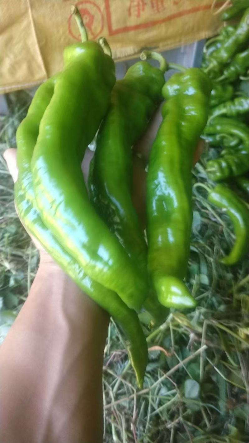 螺丝椒大量售卖