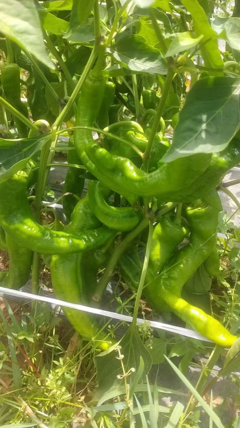 螺丝椒大量售卖