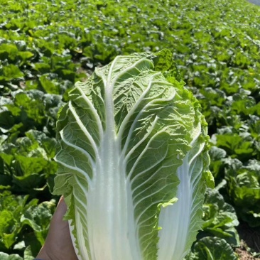 黄心菜
