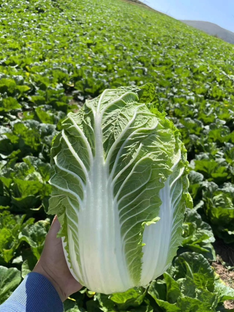 黄心菜