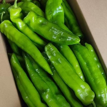 吉林辣椒尖椒炒椒牛角尖椒