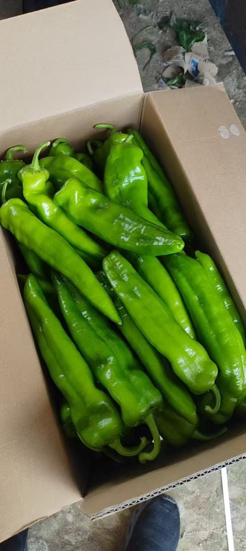 吉林辣椒尖椒炒椒牛角尖椒