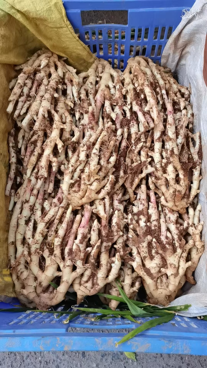 子姜
