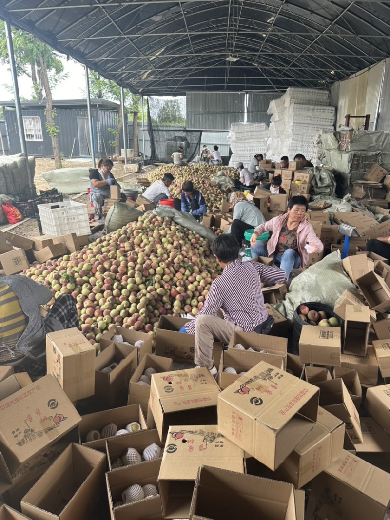 青州蜜桃一件代发离核青桃脆甜对接各平台