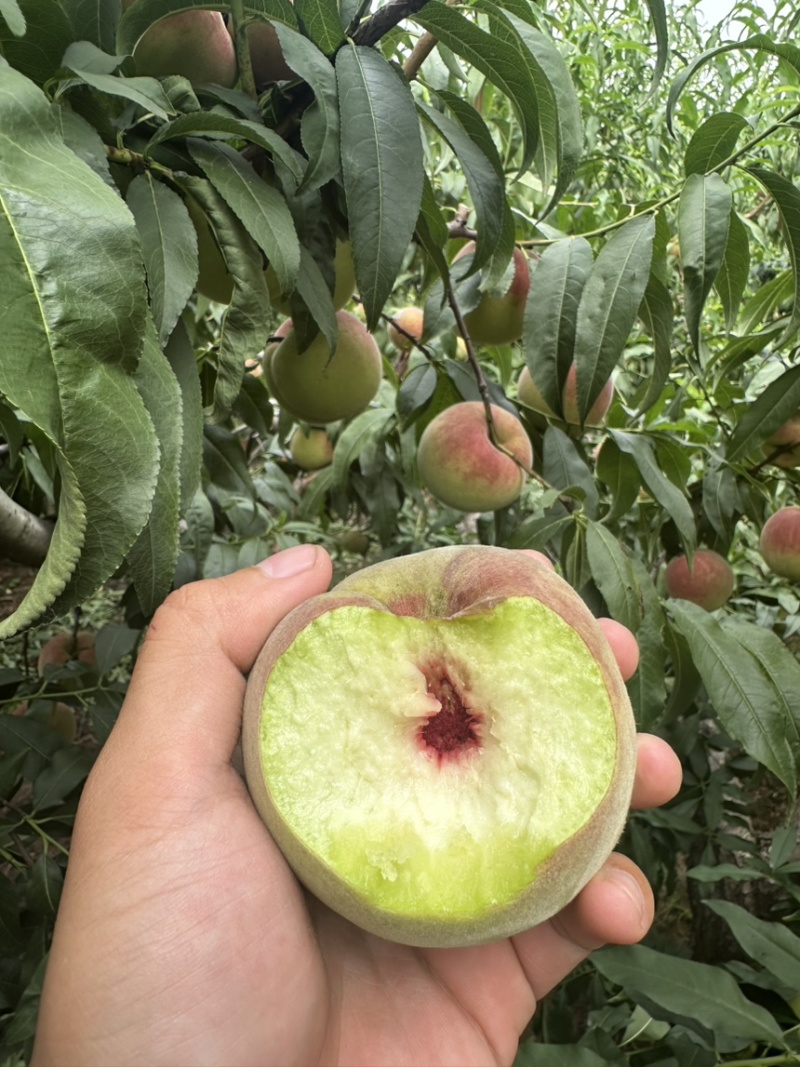 青州蜜桃一件代发离核青桃脆甜对接各平台