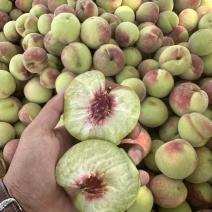 青州蜜桃一件代发离核青桃脆甜对接各平台