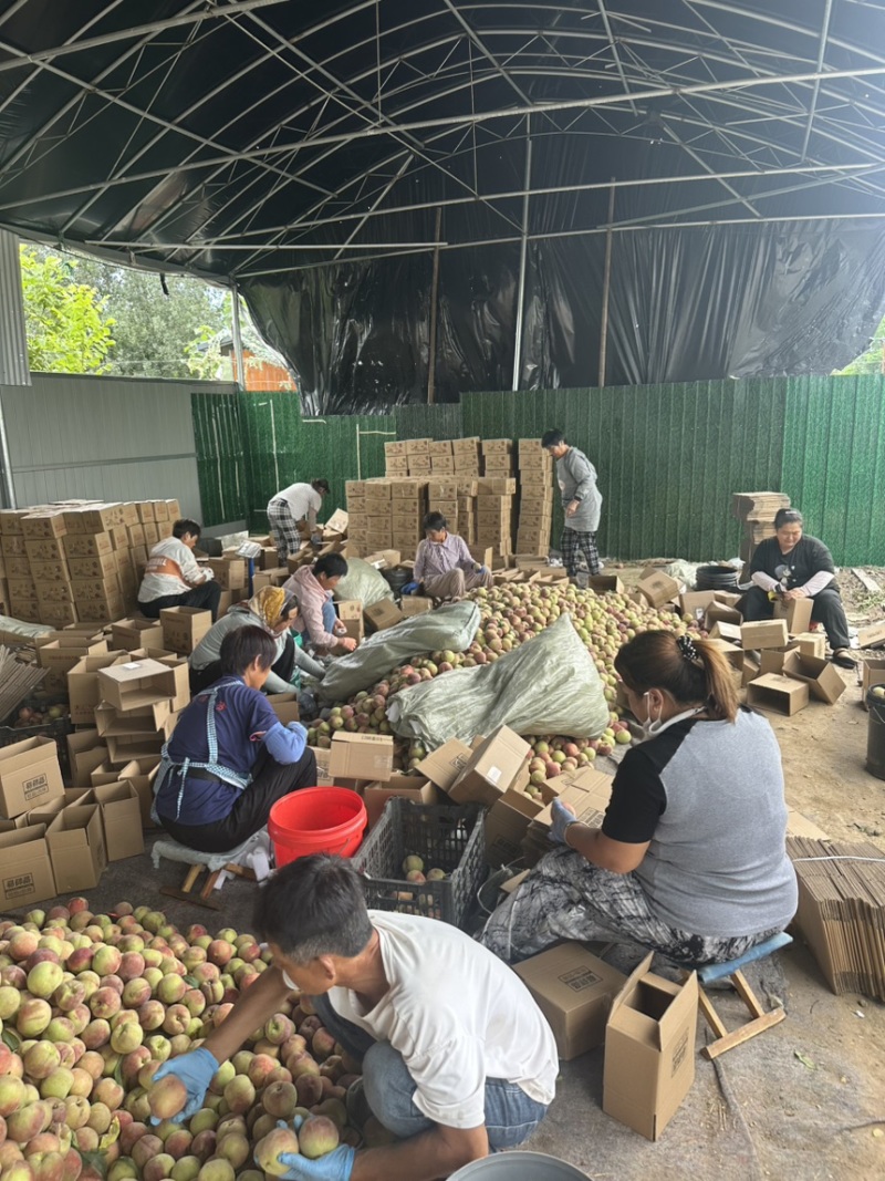 青州蜜桃一件代发离核青桃脆甜对接各平台