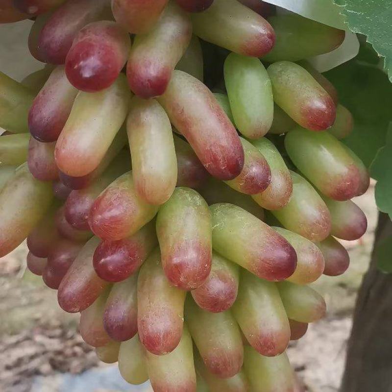 美人指葡萄，