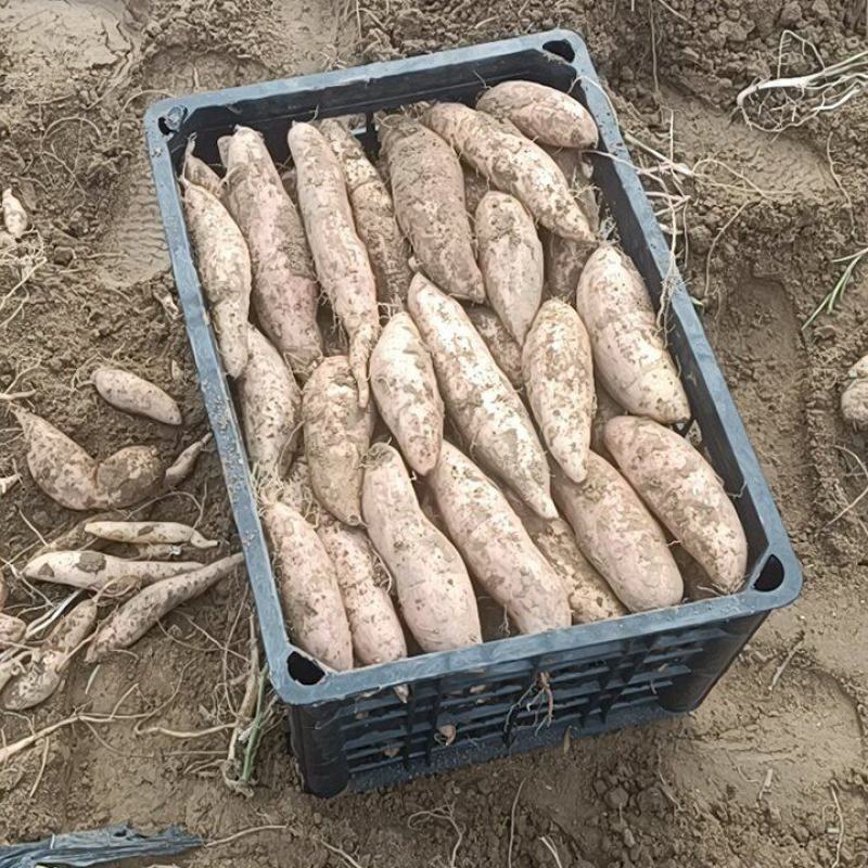 哈密红薯有各种品种大量有货，原产地产地直销我们这里都是沙