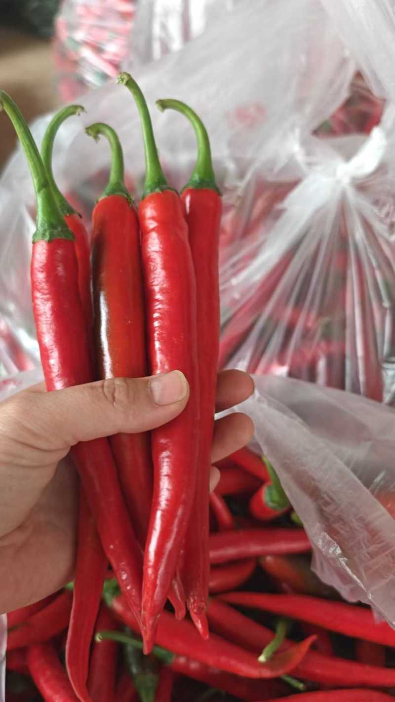 苏鲁豫皖万亩辣椒基地直接供鲜辣椒品质好质量有保障要请联系