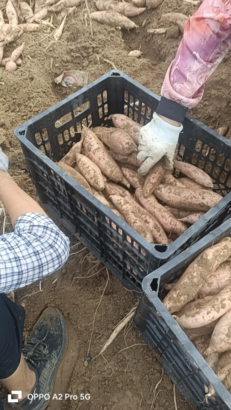 哈密红薯有各种品种大量有货，原产地产地直销我们这里都是沙