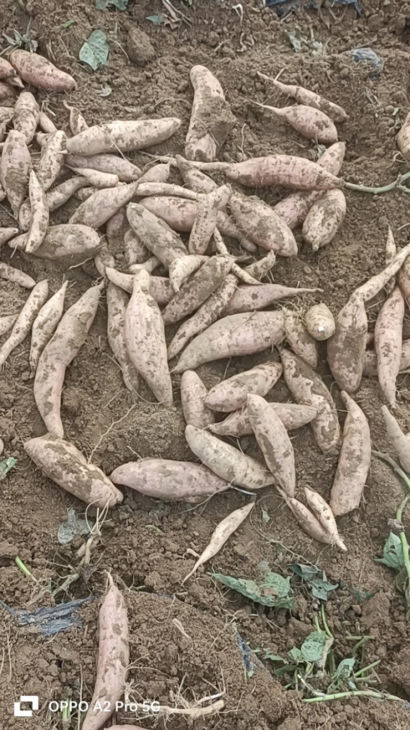 哈密红薯有各种品种大量有货，原产地产地直销我们这里都是沙