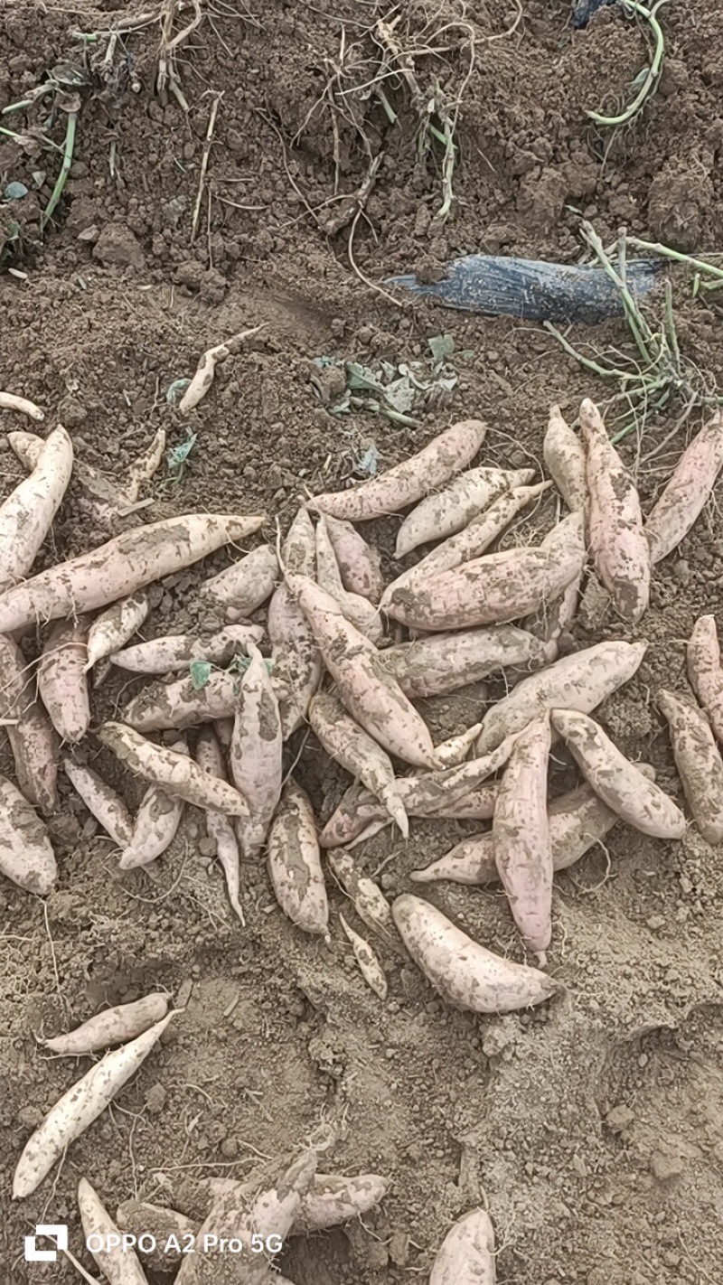 哈密红薯有各种品种大量有货，原产地产地直销我们这里都是沙