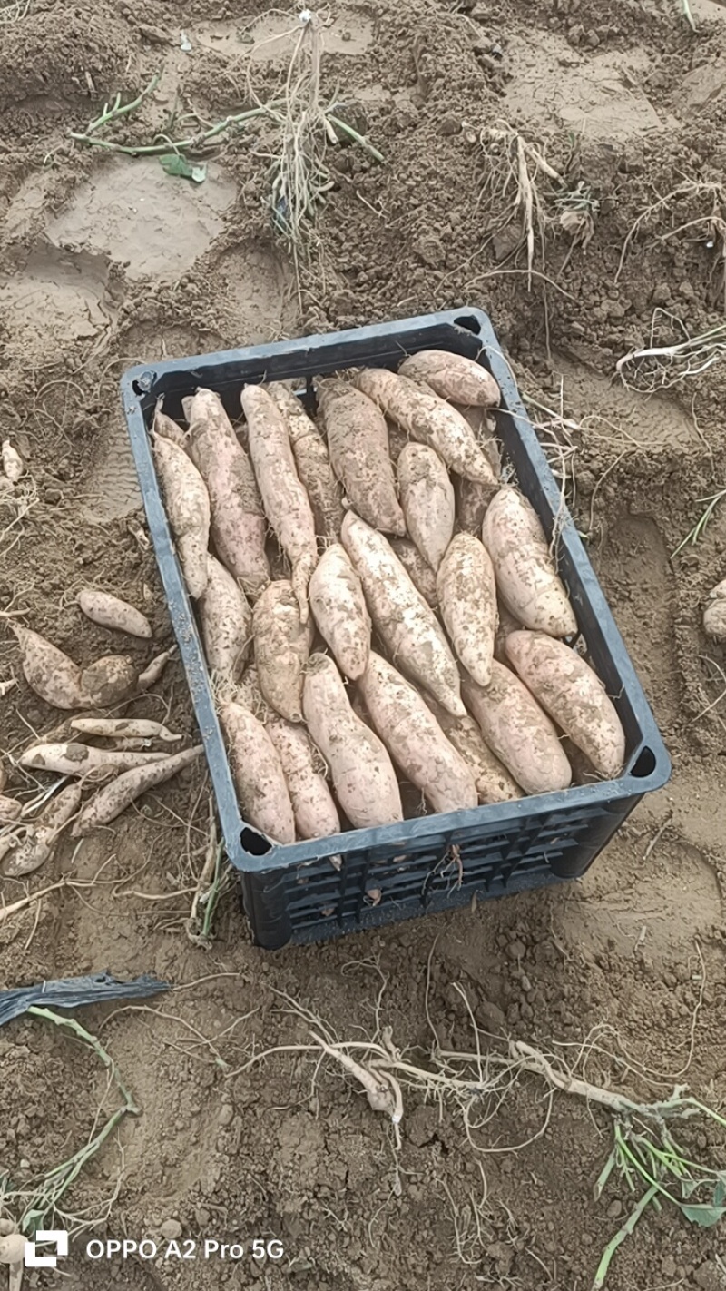 哈密红薯有各种品种大量有货，原产地产地直销我们这里都是沙