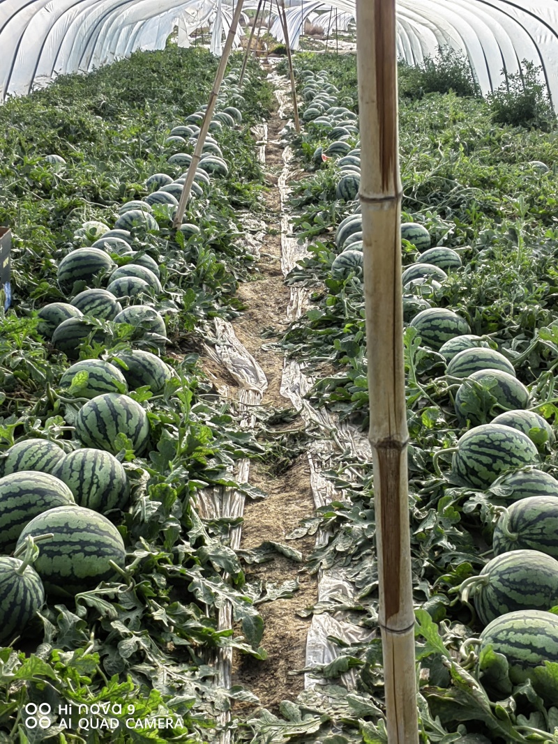 河北无籽美都，千亩种植，大量上市，专业团队，无杂费