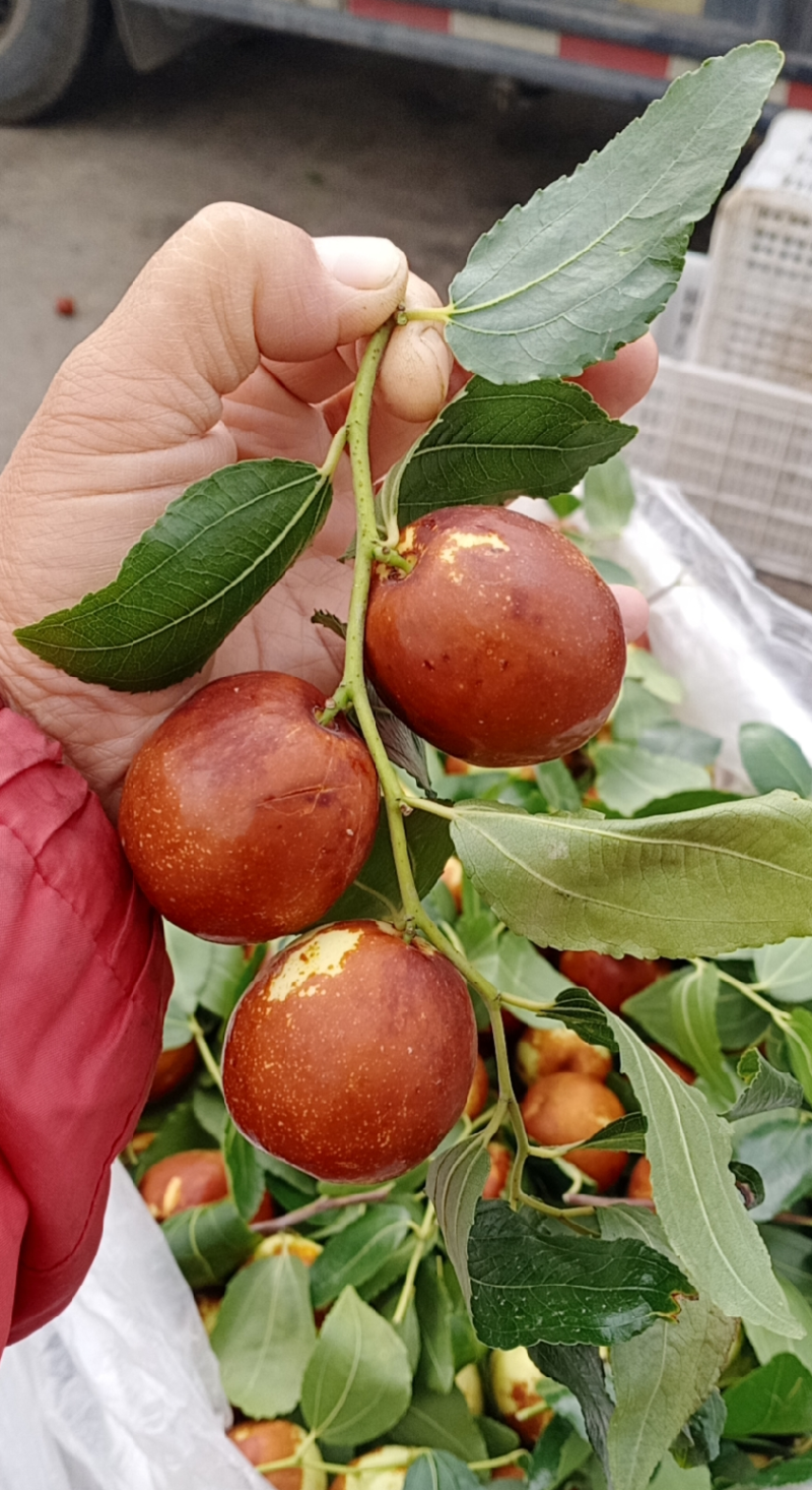 山东富硒大梨枣，种植基地，产地直供，货源充足，品质保证
